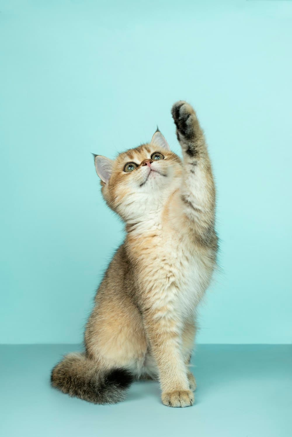 A tabby and white cat raising one paw against a turquoise background