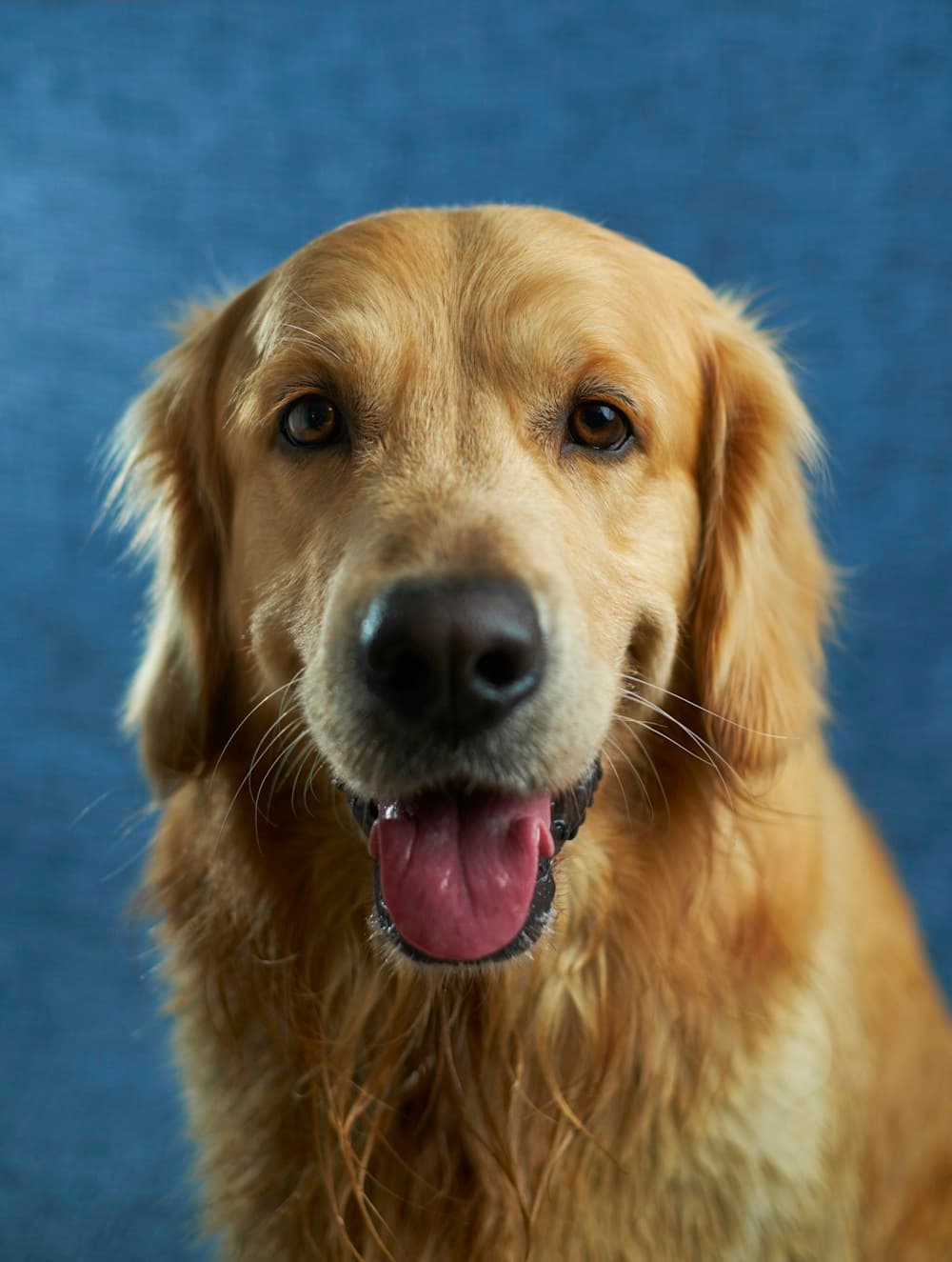Front-facing golden retriever portrait with its ears and golden fur clearly visible