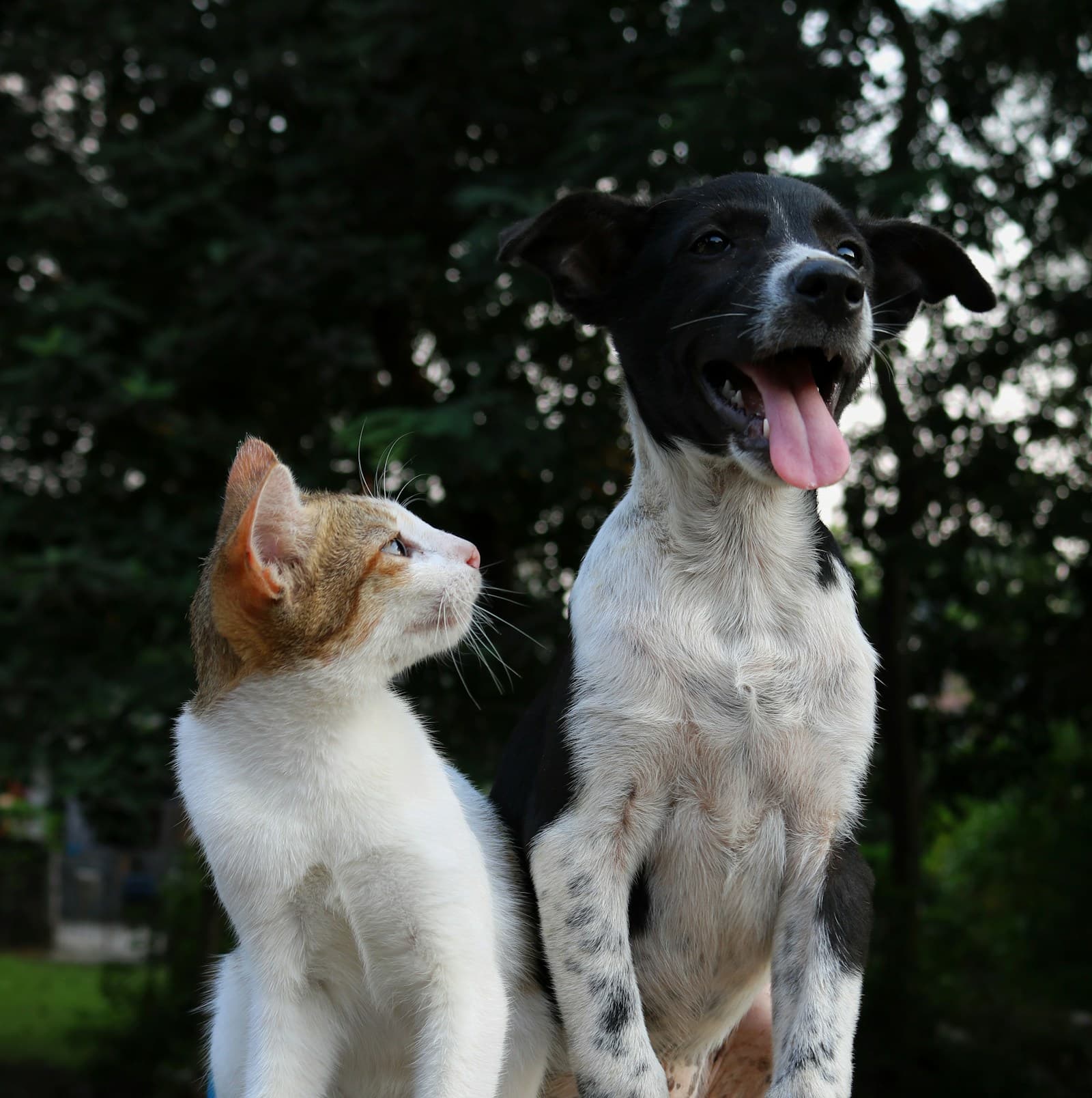 An orange and white cat looking up at a black and white dog outdoors