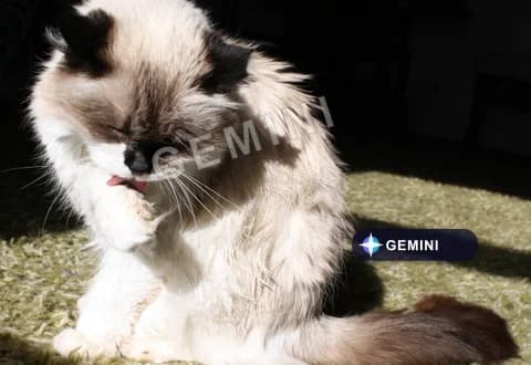 Gemini Watermark Remover – Remove the AI Watermark from Your Images Online